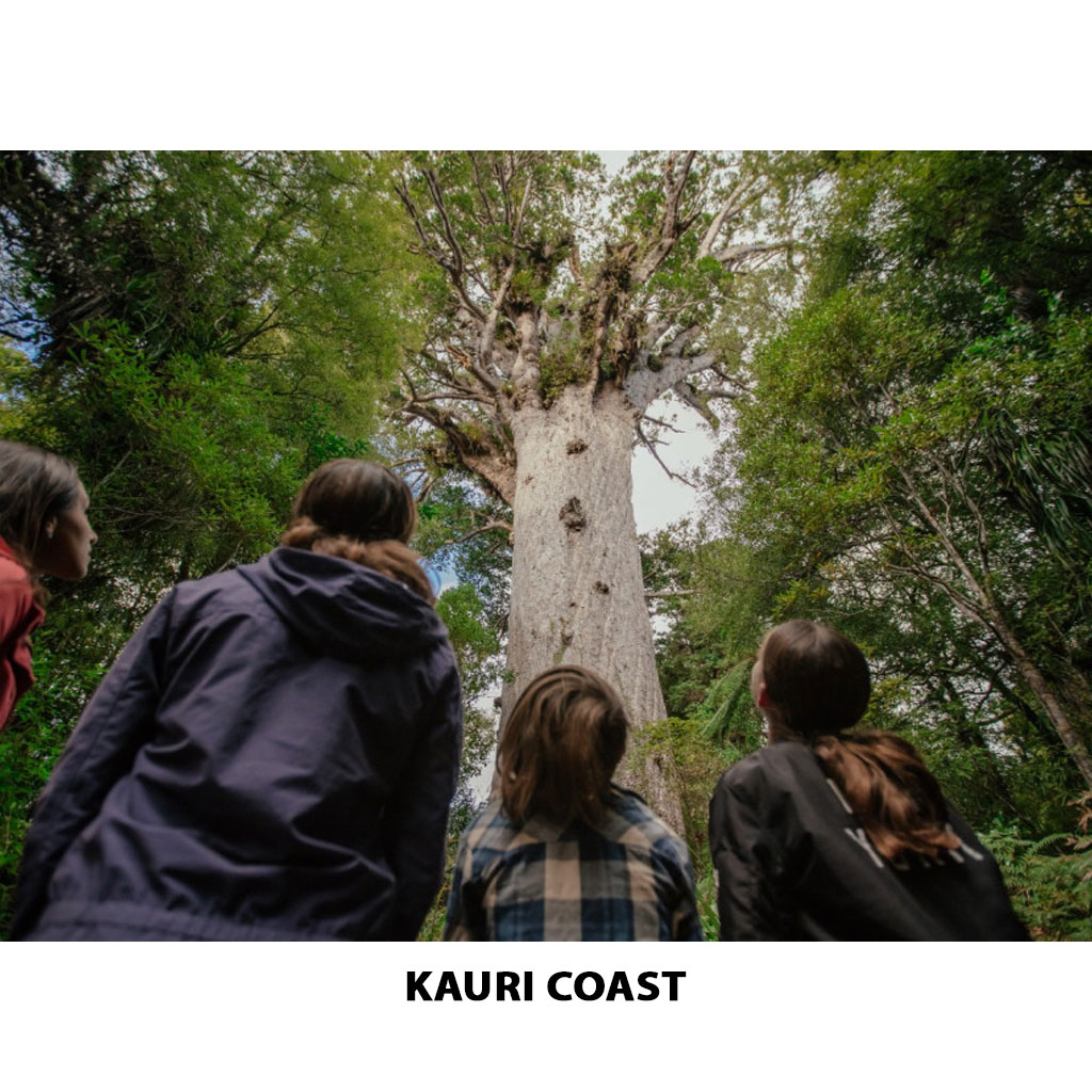 Kauri Coast